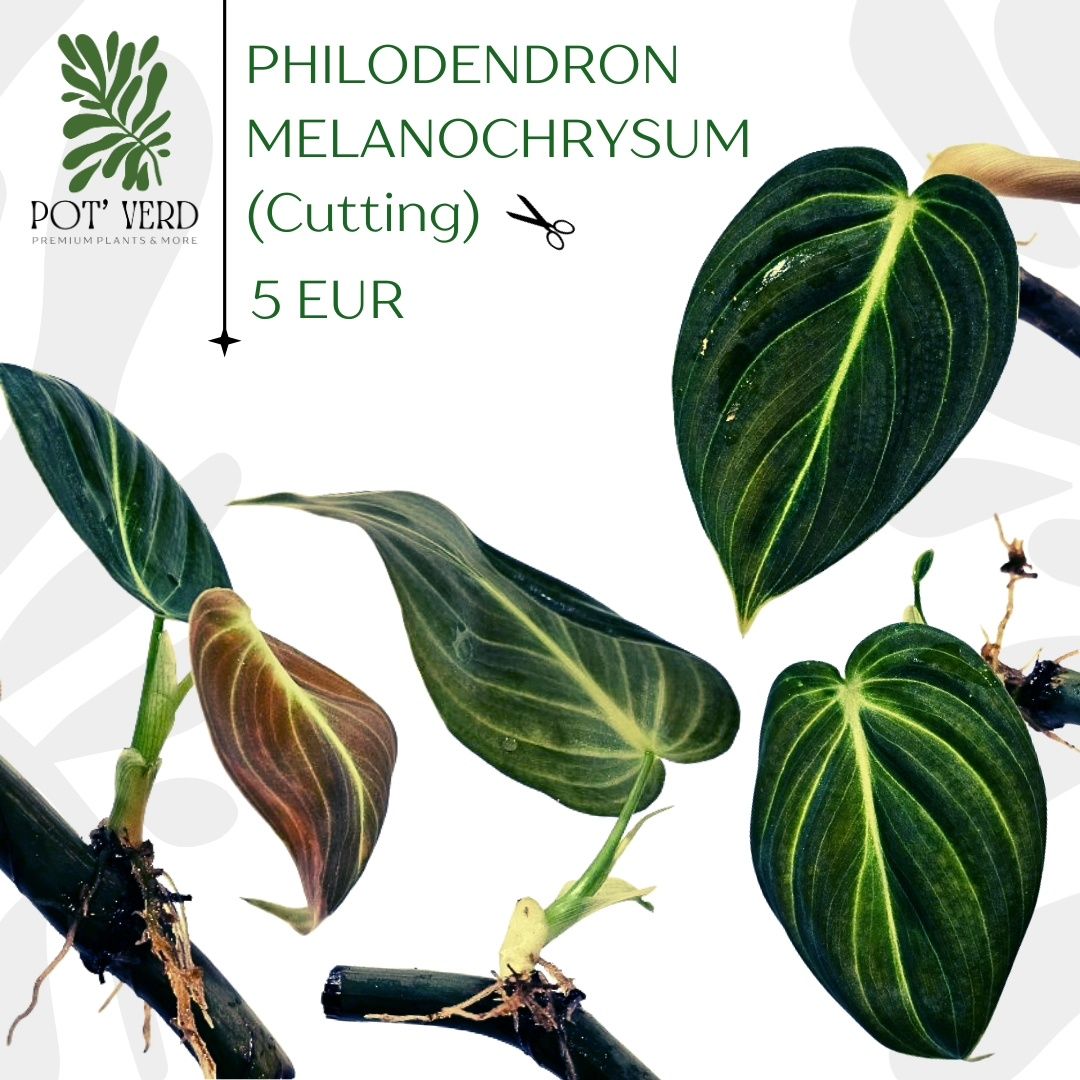 Cutting PHILODENDRON Melanochrysum