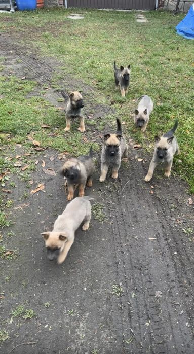 Owczarki belgiski/niemiecki