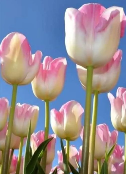 Wyprzedaż tulipanów