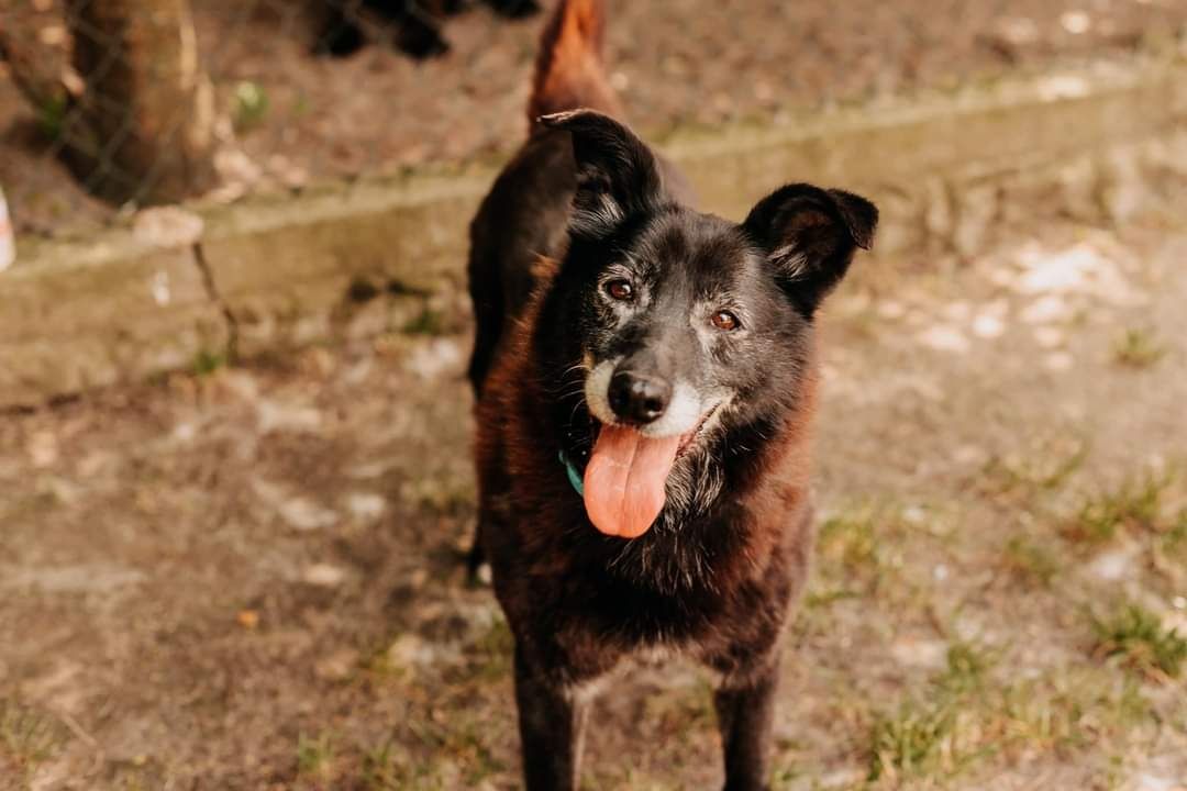 Mela czeka w schronisku na swojego człowieka