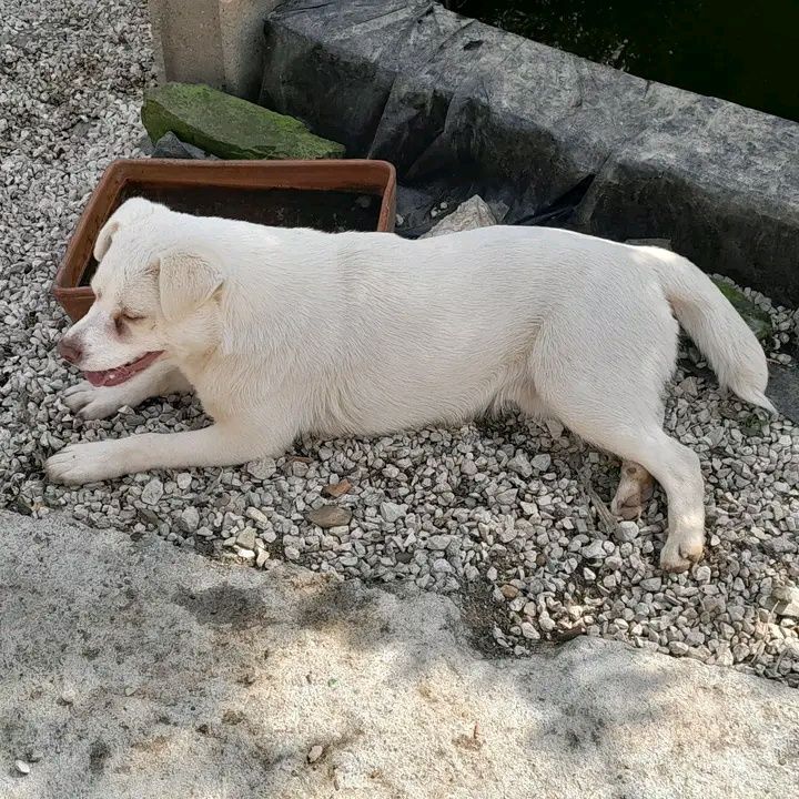 Cadela para adopcao