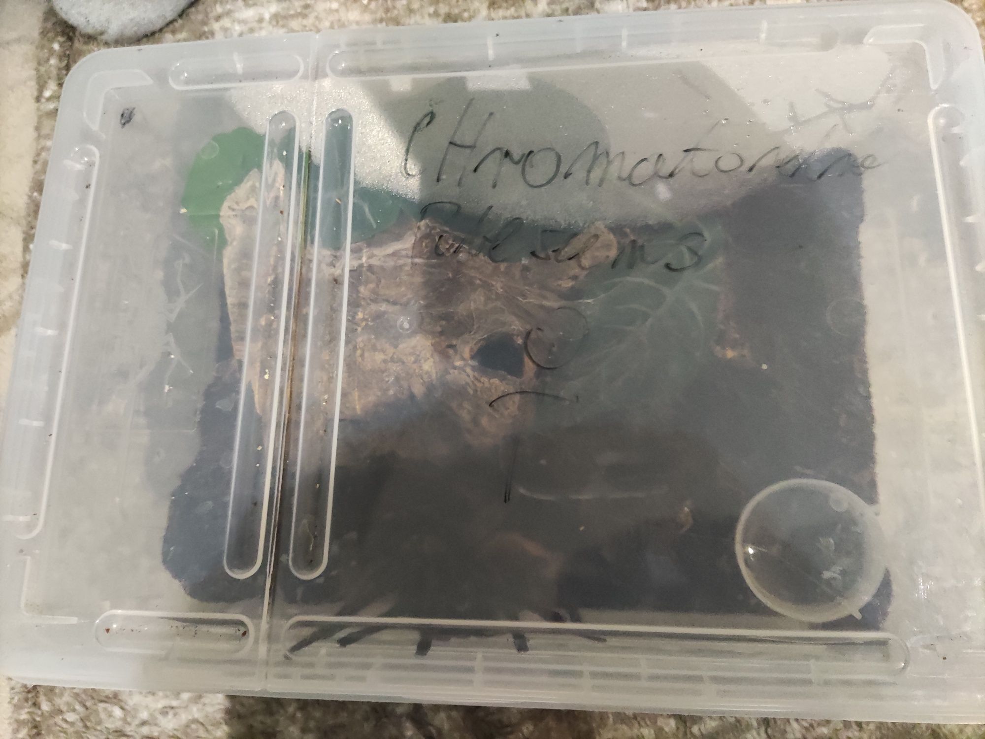 Sprzedam ptasznika samice, Chromatopelma cyjanopubescens
