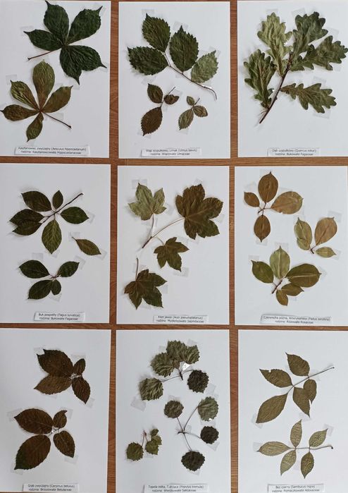 30 gat WYBÓR TEMATU I GATUNKÓW zielnik 2025 z opisami