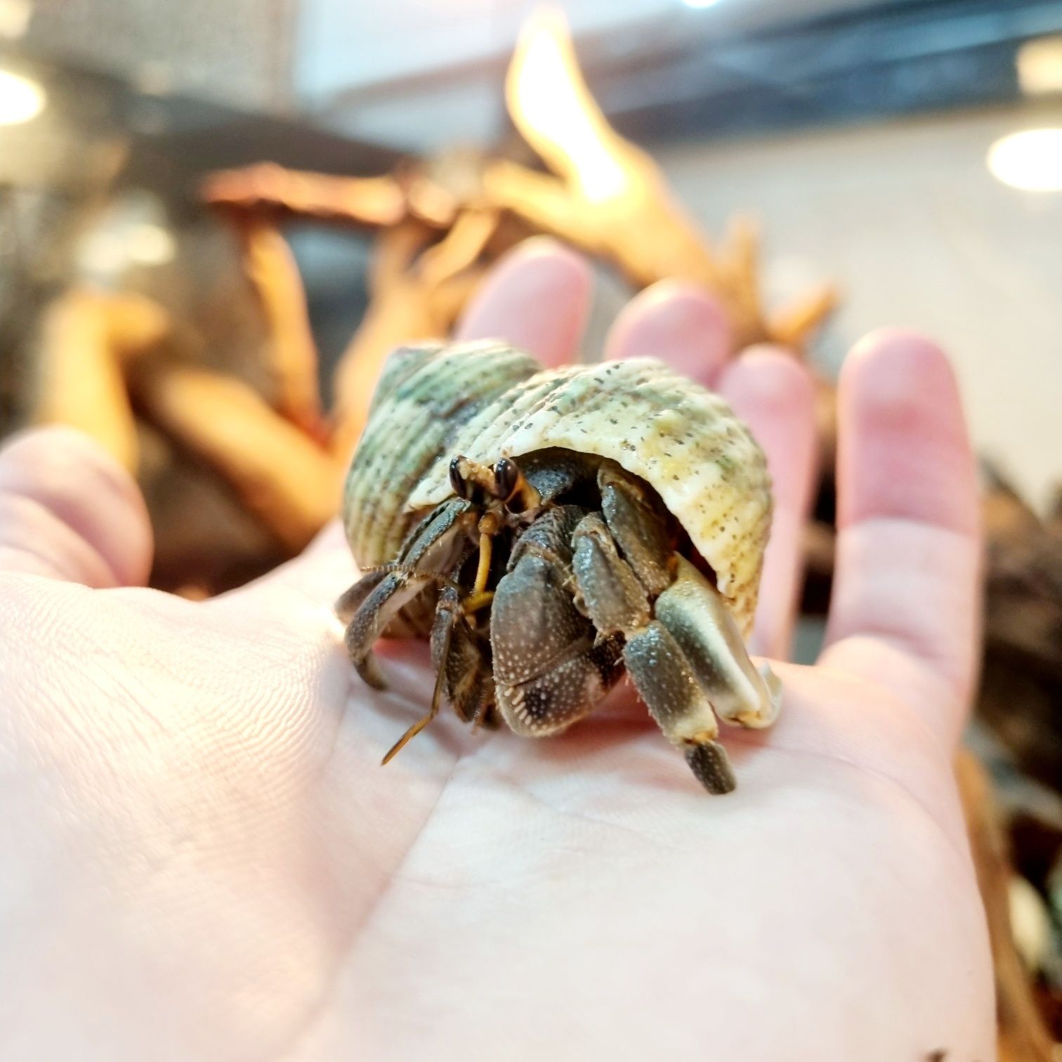 Krab pustelnik ceneobita rugosus