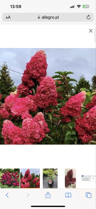 Hortensja bukietowa na pniu MELBA FRAISE czerwona wysyłka kalisz