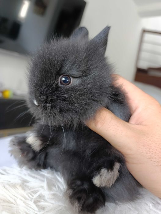 Mini lop karzełek Teddy hodowla zarejestrowana