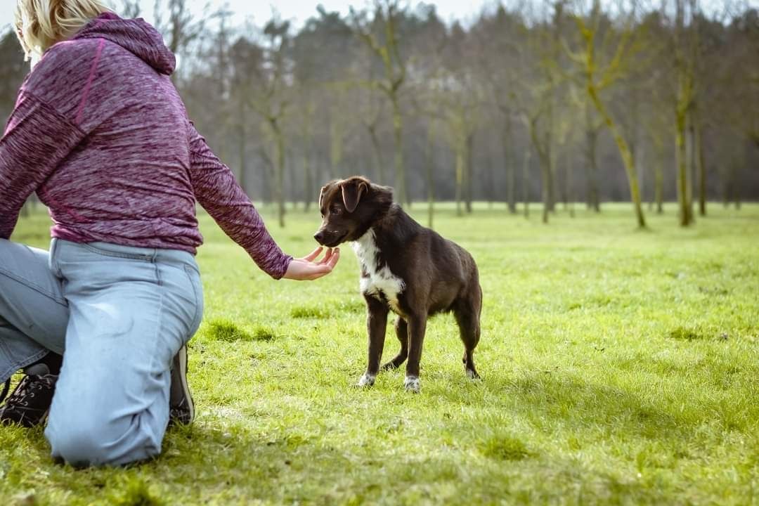 Mały i młody psiak szuka domu!