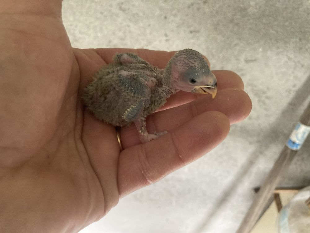 Agapornis para serem criados a mao