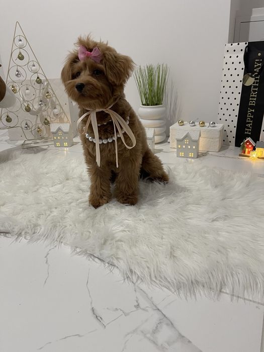 Помапу — Ідеальні спутниці з мякою шерстю та відкритим серцем