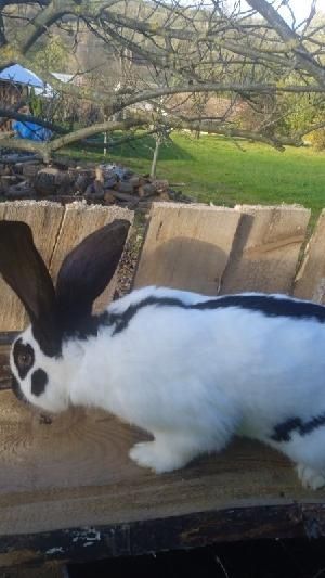 Piękny królik zmieni domek