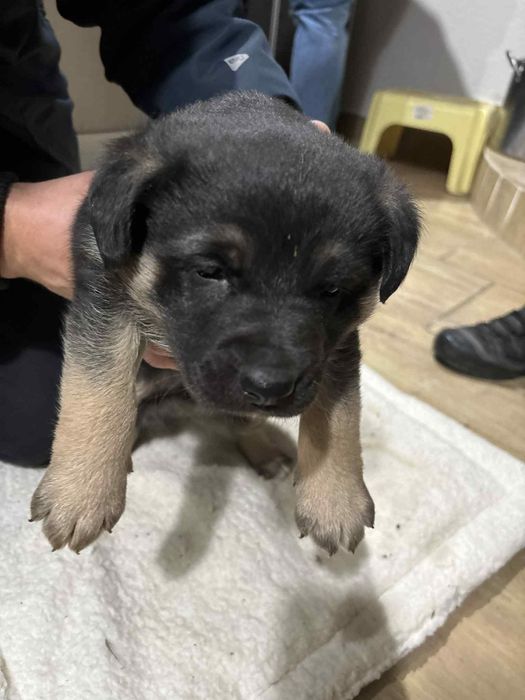 Oddam szczeniaki w dobre ręce