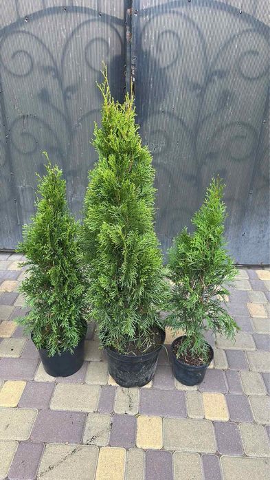 Гарні кущіки Міріам Даніка