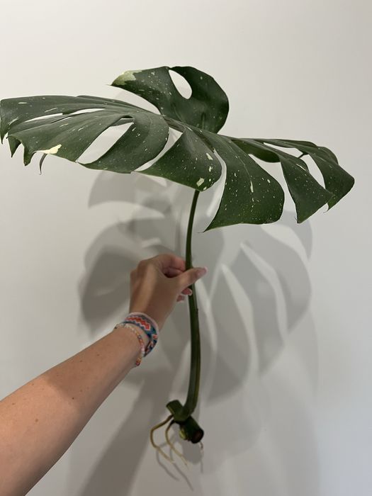 Monstera Thai Constellation
