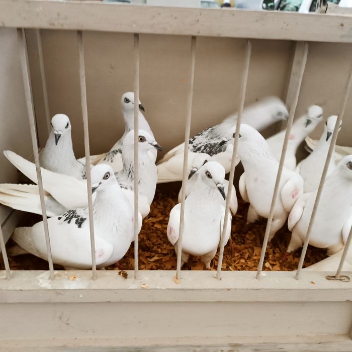 Jasne sercowe i zwykłe