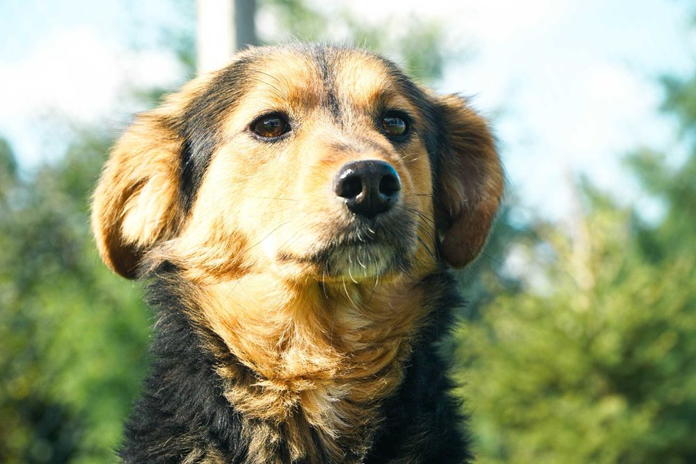 Tago - śliczny pies spędza całe swoje życie w schronisku