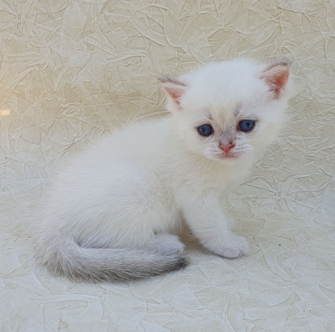 Маленький медвежонок-котик с голубыми глазками. Котята г. Киев