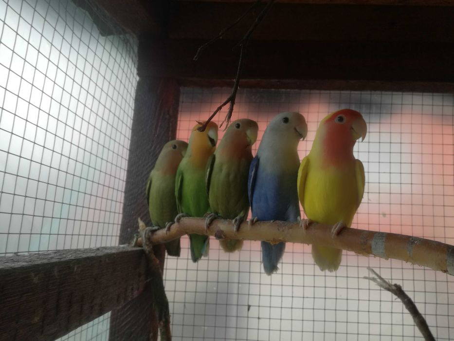 Sprzedam młodą Papugę Nierozłączkę Czerwonoczelną  z 2025r