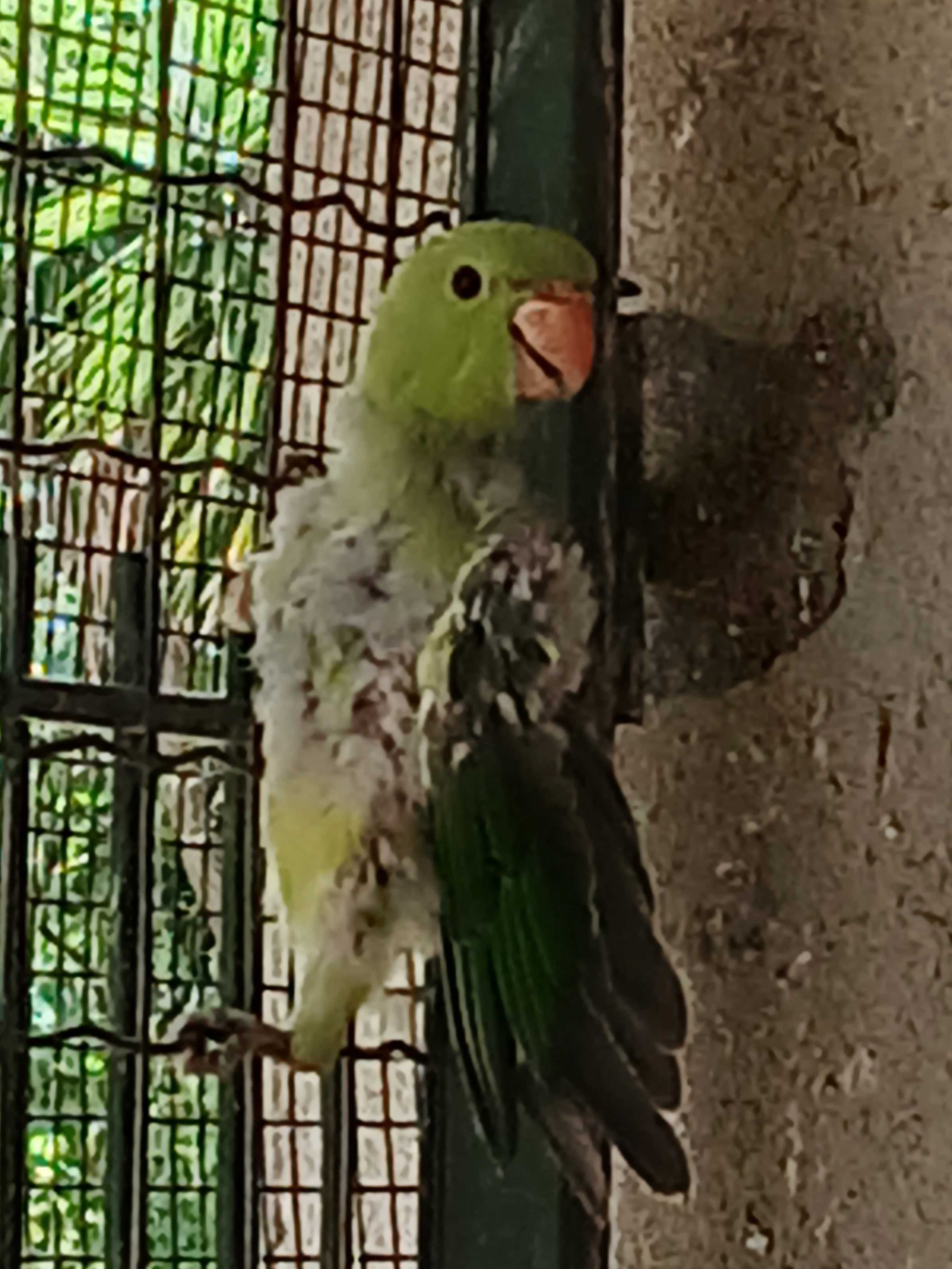 1 Ring neck verde para acabar de criar + 2 independentes tudo verde.