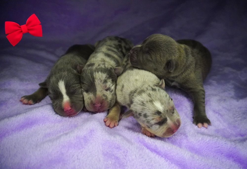 Amstaff-merle_American Staffordshire Terrier