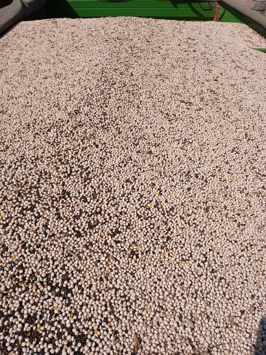 Łubin biały  z wyka mieszanka