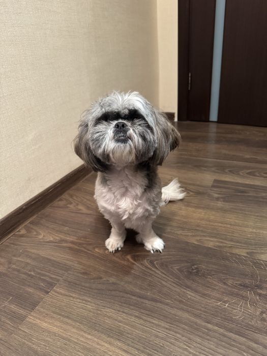 Продам собачку ши-тцу