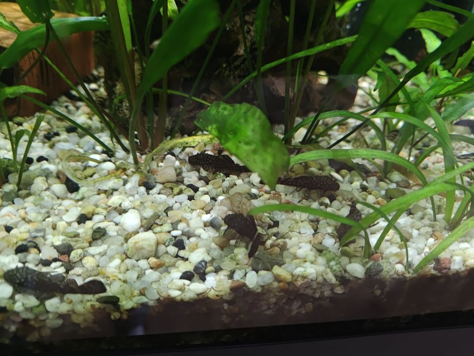 Glonojad Zbrojnik 5cm