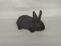 Продам кроликів породи Полтавське Срібло