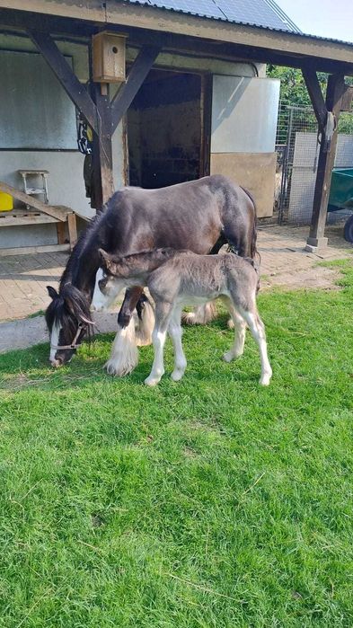 Sprzedam klacz Tinker ze zrebakiem