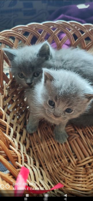 Шотландські кошенята