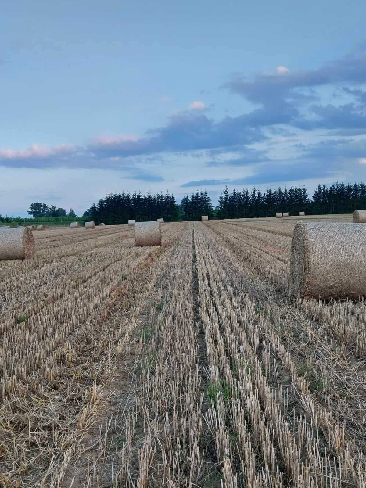 Bele / Baloty / Zwijki słomy z PSZENŻYTNIEJ słomy 120