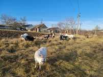 Продам козу | Продаються кози