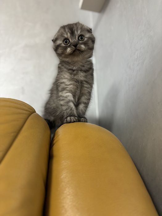 Шотландські котики, котик, киця, кошенята, висловухі, котики