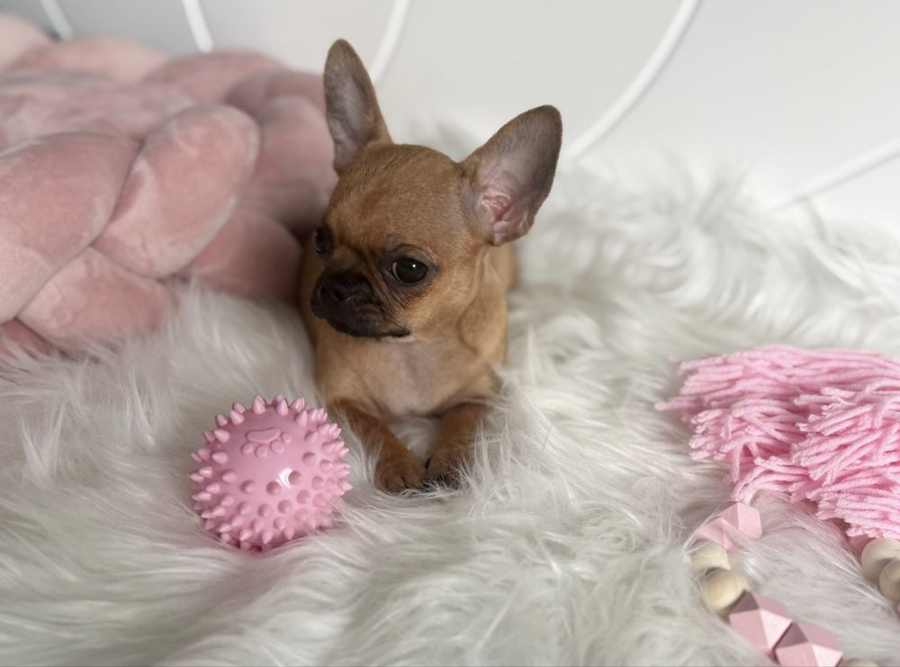Chihuahua sliczna dziewczynka