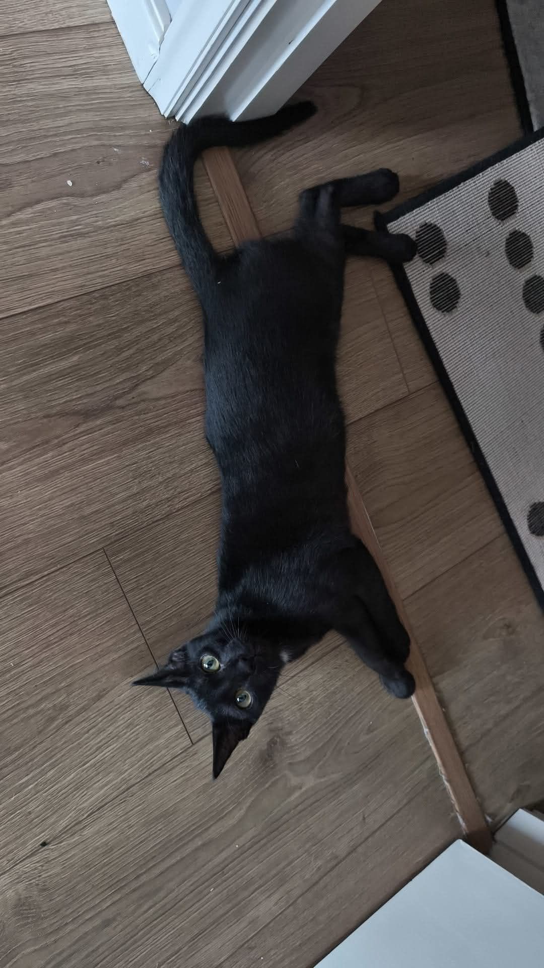 Gatinha para adopção