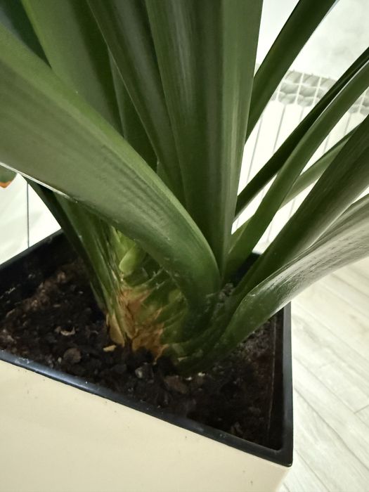 Kwiat z donicą domowy II