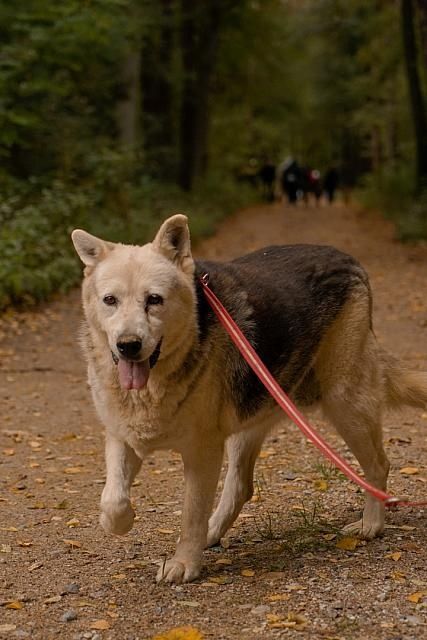 Kama szuka domu, 8 lat w schronisku