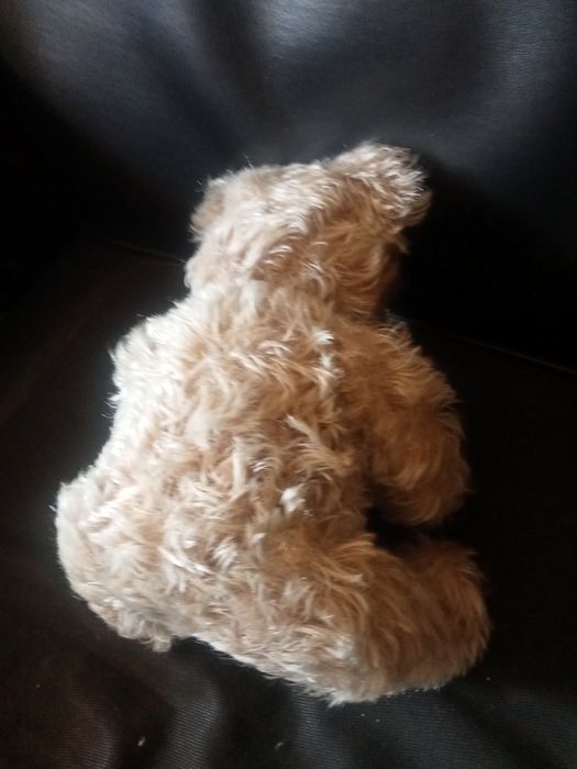 Miś Steiff trociniak twardy , z maszynka do mruczenia sprawna XXw 30cm