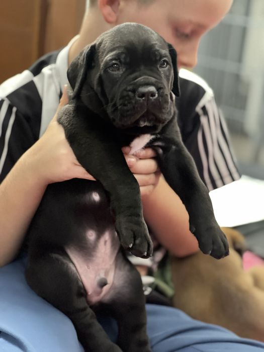 Cane Corso FCI/ZKwP Caro Corso czarny samiec szczenię