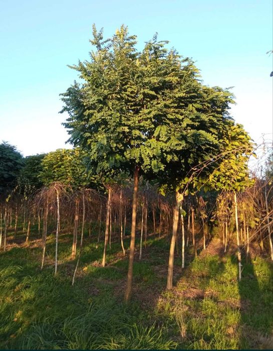 Wierzba iwa.Topola osika,brzoza brodawkowata,jesion wyniosły,grab,buk