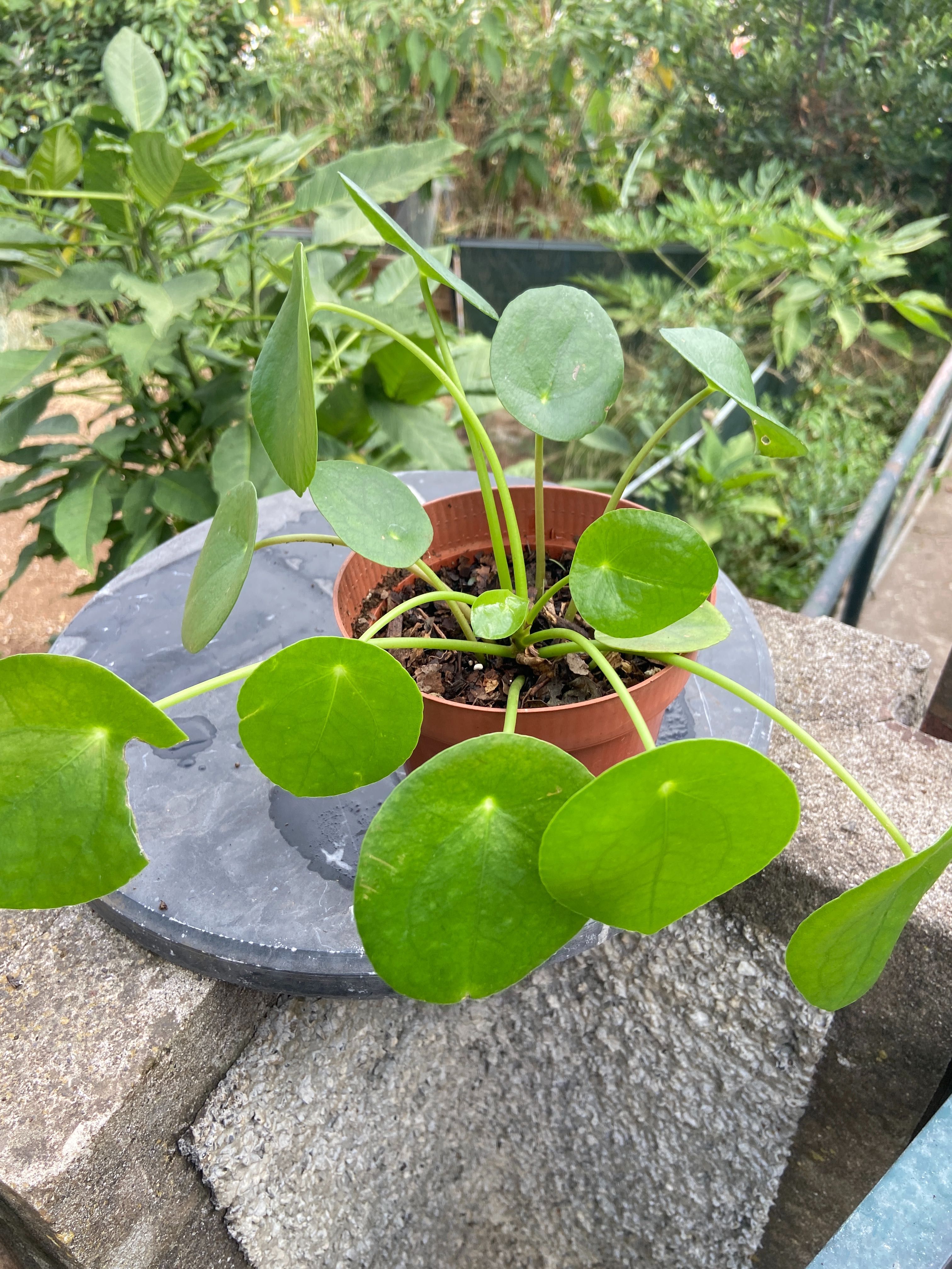 Planta chinesa dó dinheiro