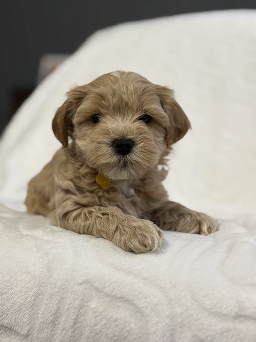 Maltipoo chlopiec- do odbioru