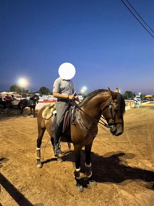 Cavalo Cruzado Lusitano