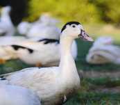 Kaczki  mulard, piżmowa  pekin