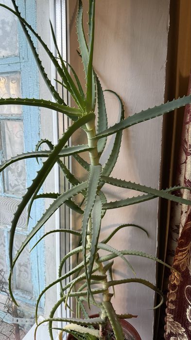 Алоє деревовидне/Aloe