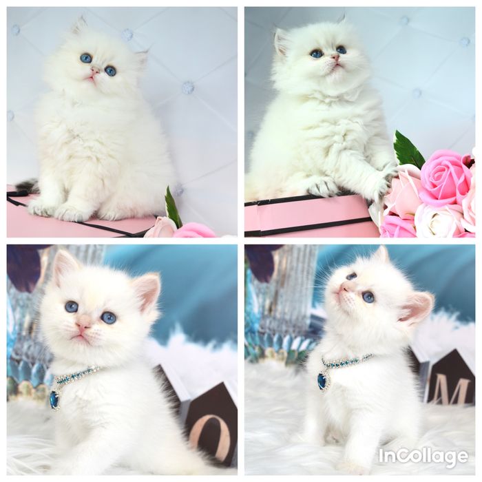 Британські котята золота шиншила /поінт