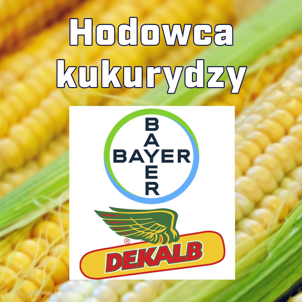 Kukurydza DKC 3595 F1, opak. 50 tys.n. | dlaroslin.pl