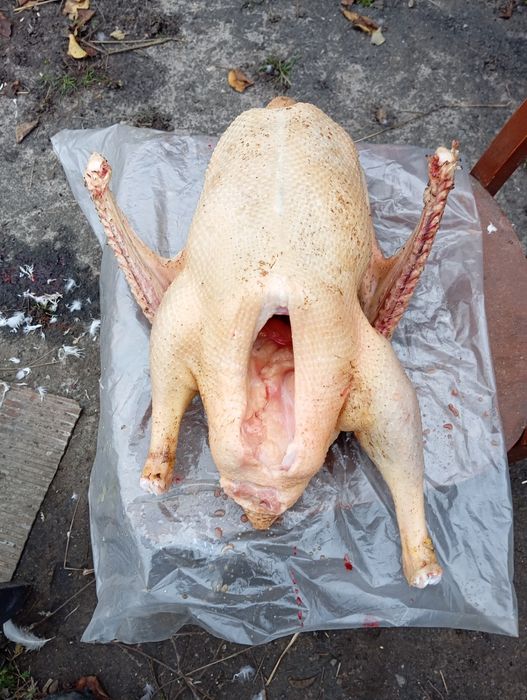 Продам гусей тушкою Або живою вагою