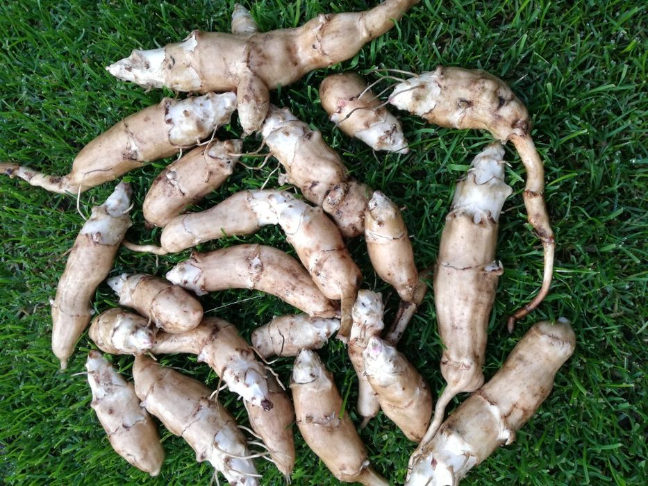 Topinambur Słonecznik bulwiasty