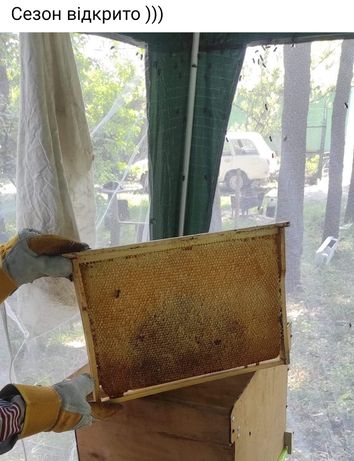 Свіжовикачаний мед ріпак первоцвіти
