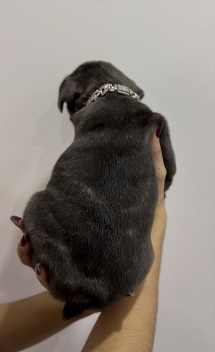 Menina buldog frances